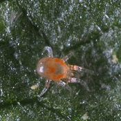 P. persimilis nymphe